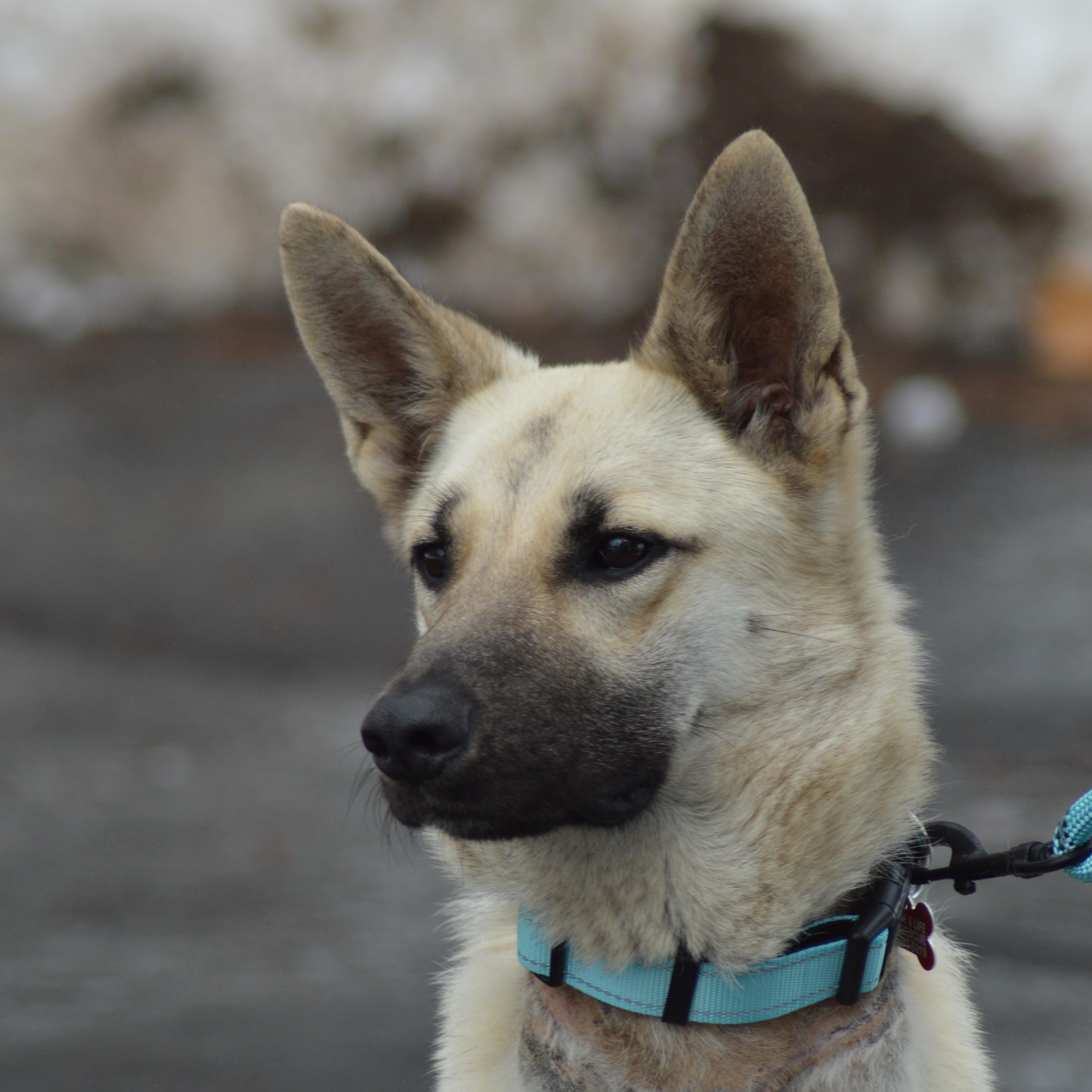 Enlarge Zena, an adopted German Shepherd Dog in East Haddam, CT image 3/6