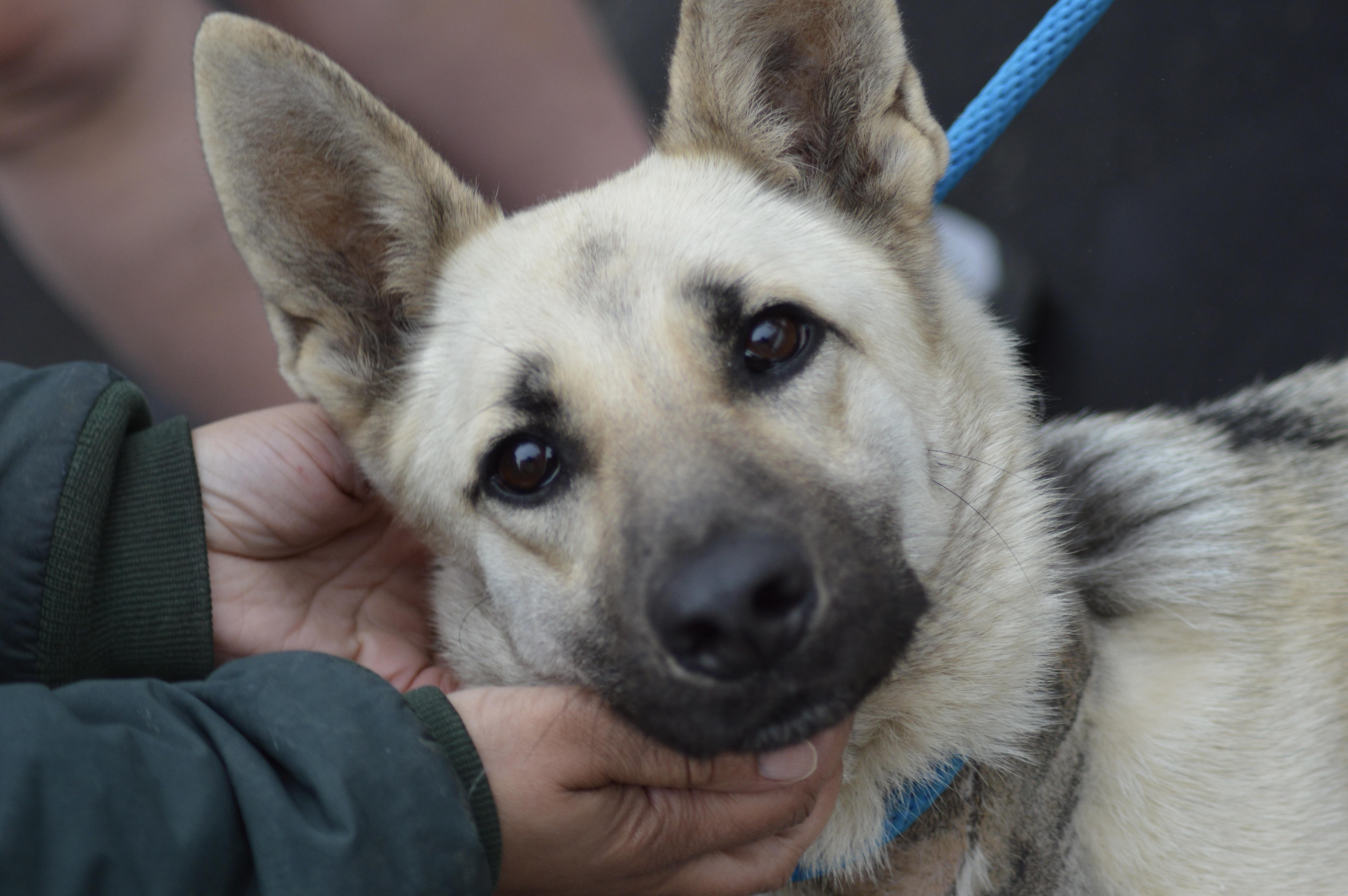 Enlarge Zena, an adopted German Shepherd Dog in East Haddam, CT image 6/6