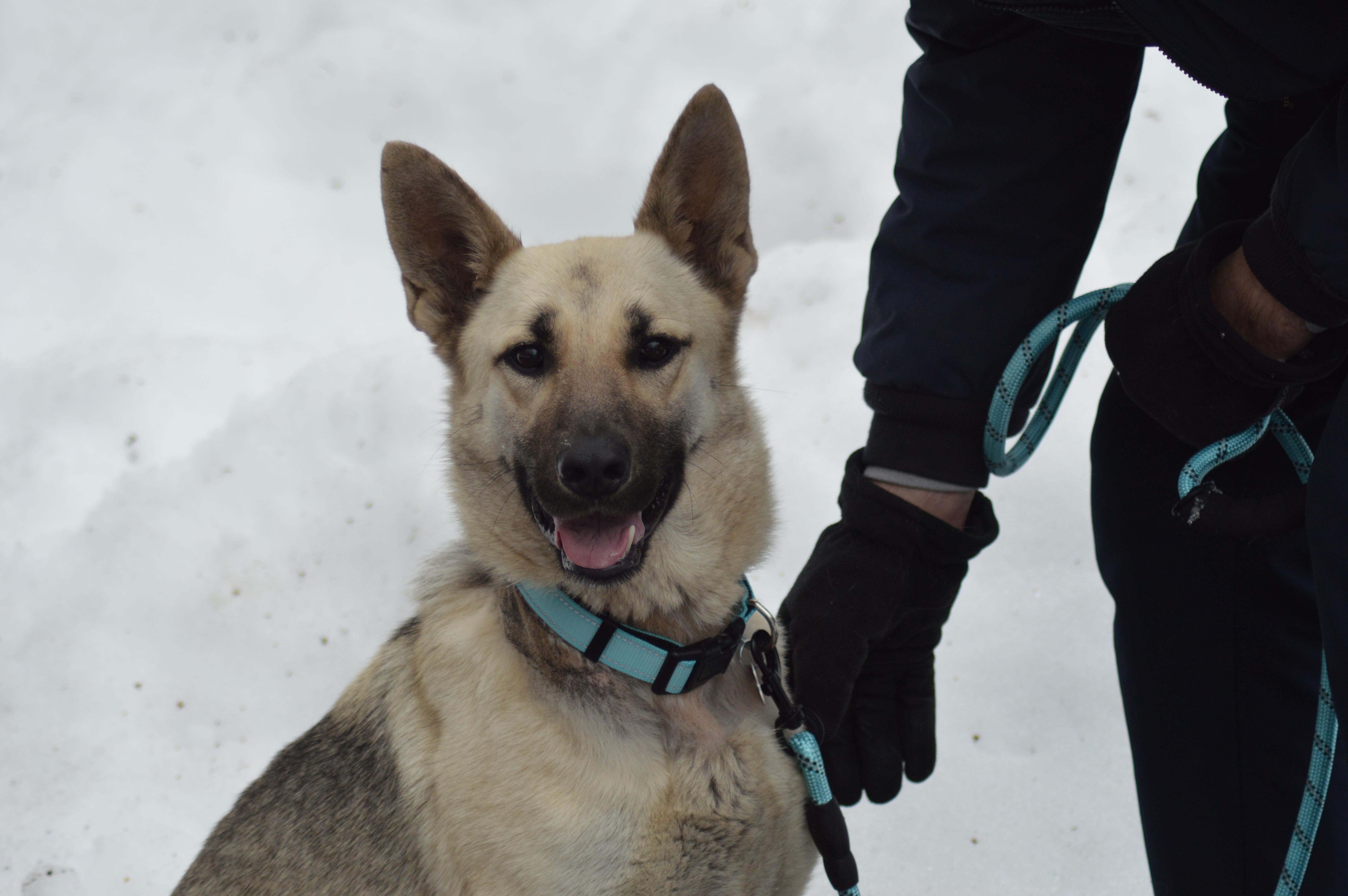 Zena, adopted, Young Female German Shepherd Dog.