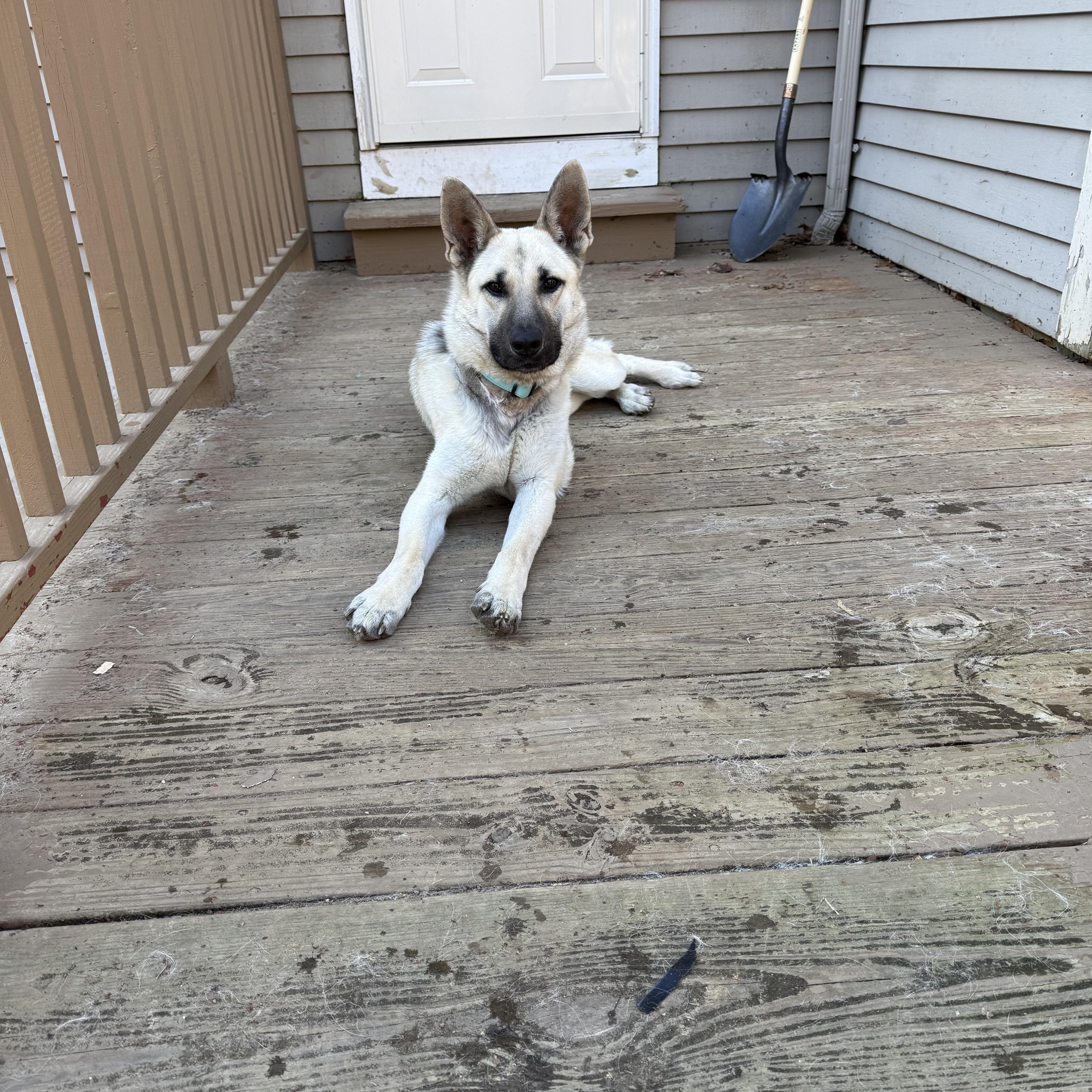 Enlarge Zena, an adopted German Shepherd Dog in East Haddam, CT image 4/6
