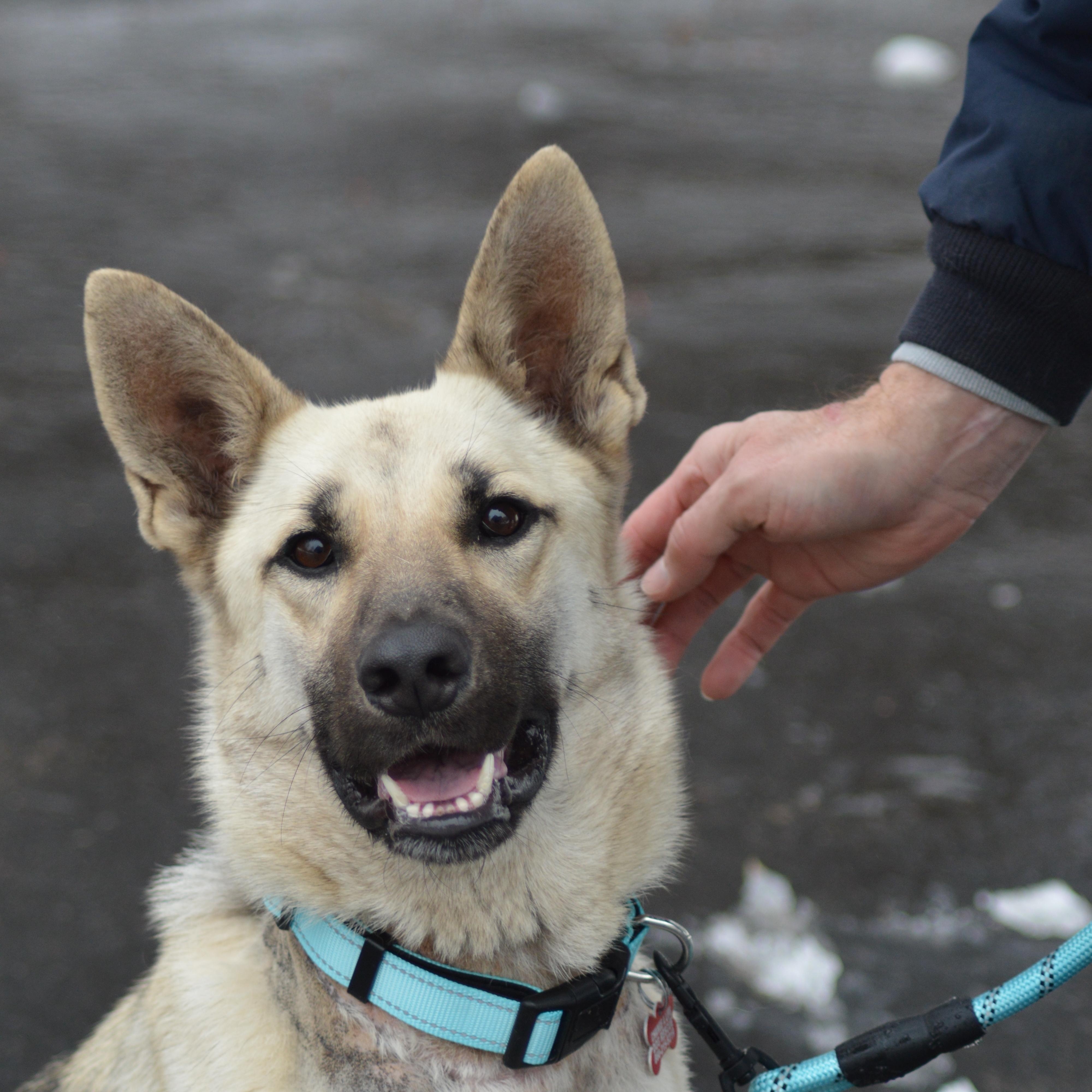 Enlarge Zena, an adopted German Shepherd Dog in East Haddam, CT image 2/6