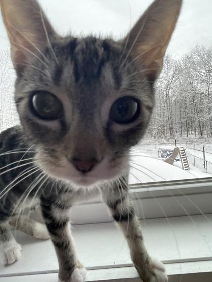 Enlarge Mystique - Cats In Bloom Feature, a Adoptable mixed breed in Berwick, PA image 1/1