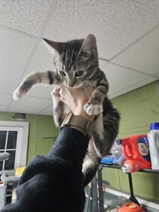 Mystique, Adoptable, Adult Female Domestic Short Hair & Domestic Short Hair.