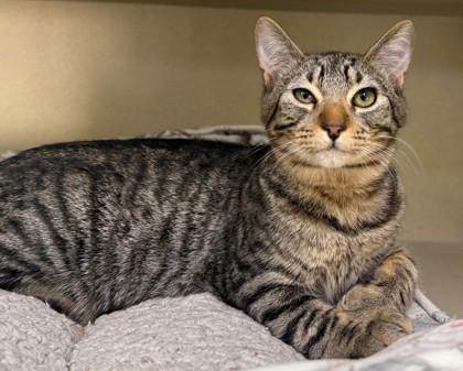 Enlarge Romeo, a Adoptable mixed breed in Madera, CA image 1/1