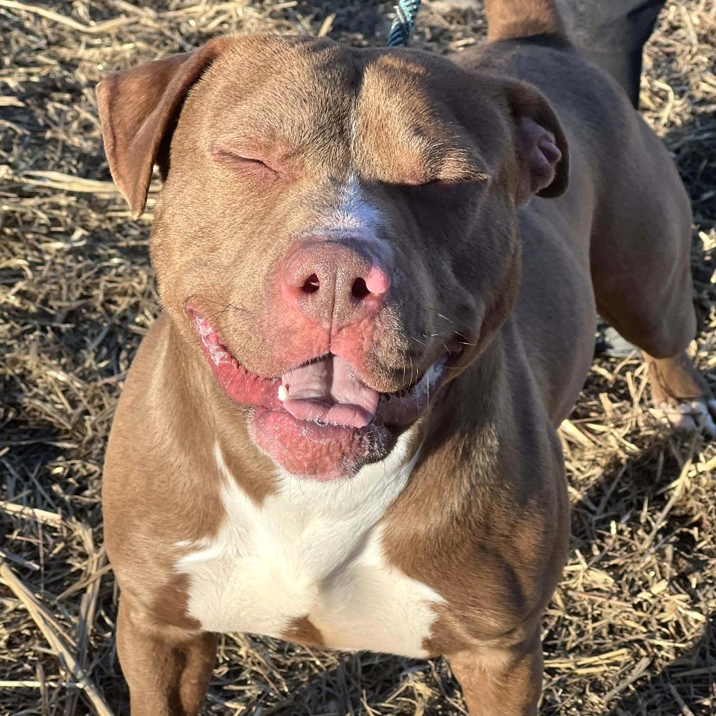 Dozer, a Adoptable Mixed Breed in Huntington, WV image 1/6