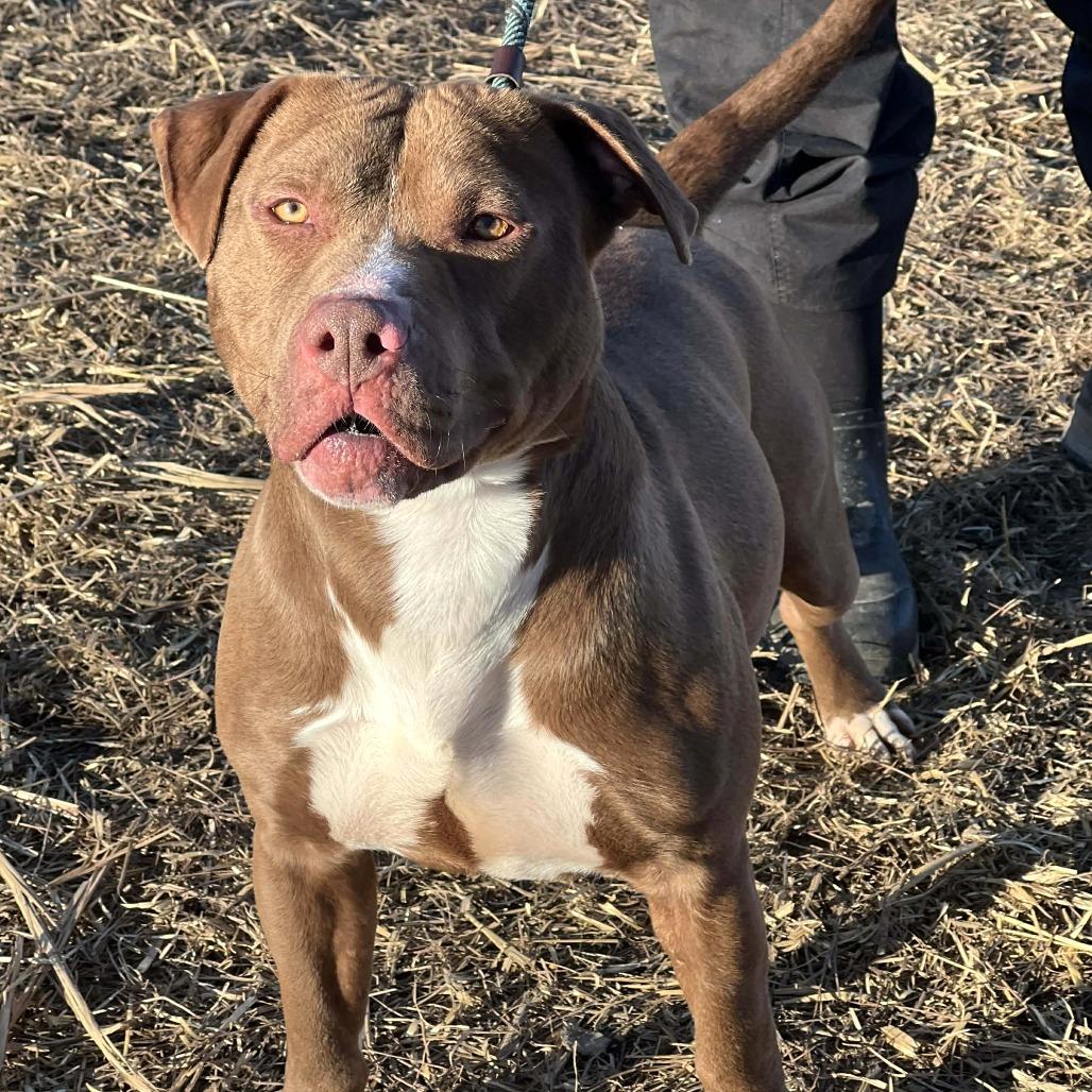 Dozer, a Adoptable Mixed Breed in Huntington, WV image 2/6