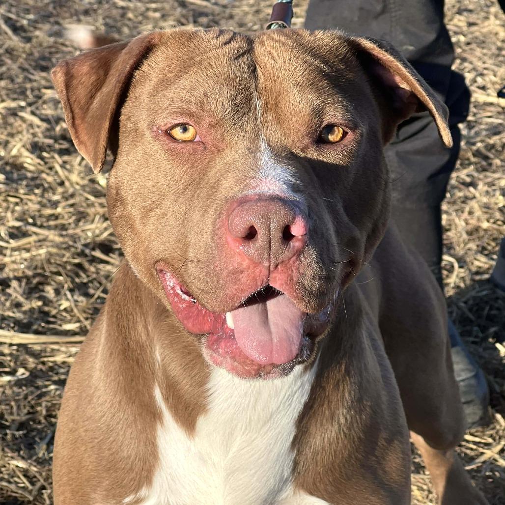 Dozer, a Adoptable Mixed Breed in Huntington, WV image 3/6
