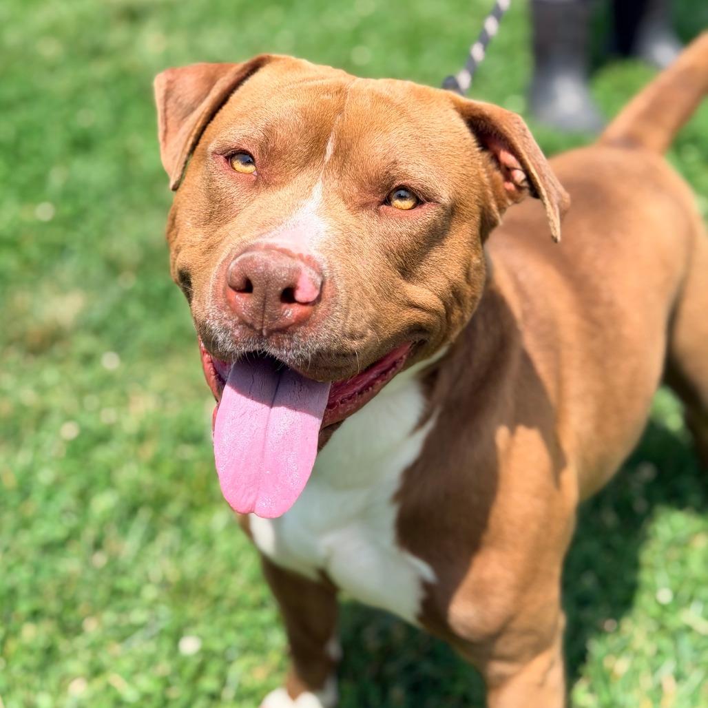 Dozer, a Adoptable Mixed Breed in Huntington, WV image 4/6