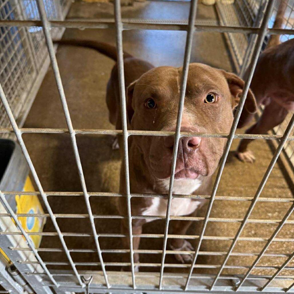 Dozer, a Adoptable Mixed Breed in Huntington, WV image 5/6