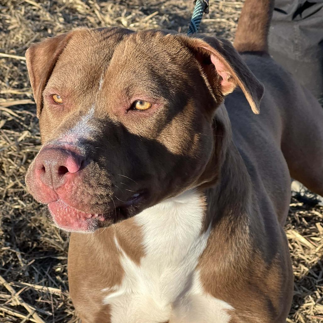 Dozer, a Adoptable Mixed Breed in Huntington, WV image 6/6