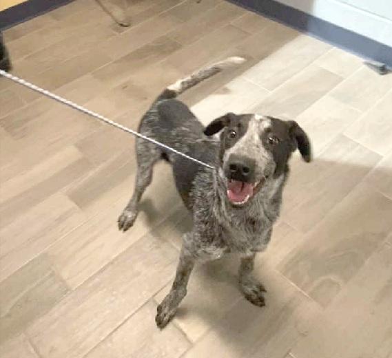 Jimmy, Adoptable, Young Male Australian Cattle Dog / Blue Heeler.