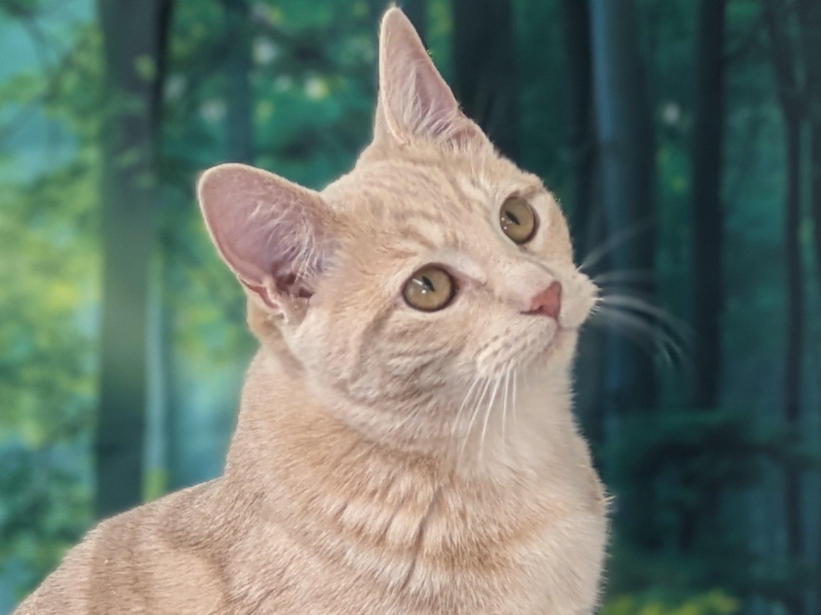 Enlarge Ghirardelli, an adopted mixed breed in Republic, WA image 2/6