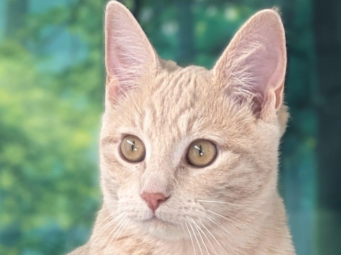 Enlarge Ghirardelli, an adopted mixed breed in Republic, WA image 1/6