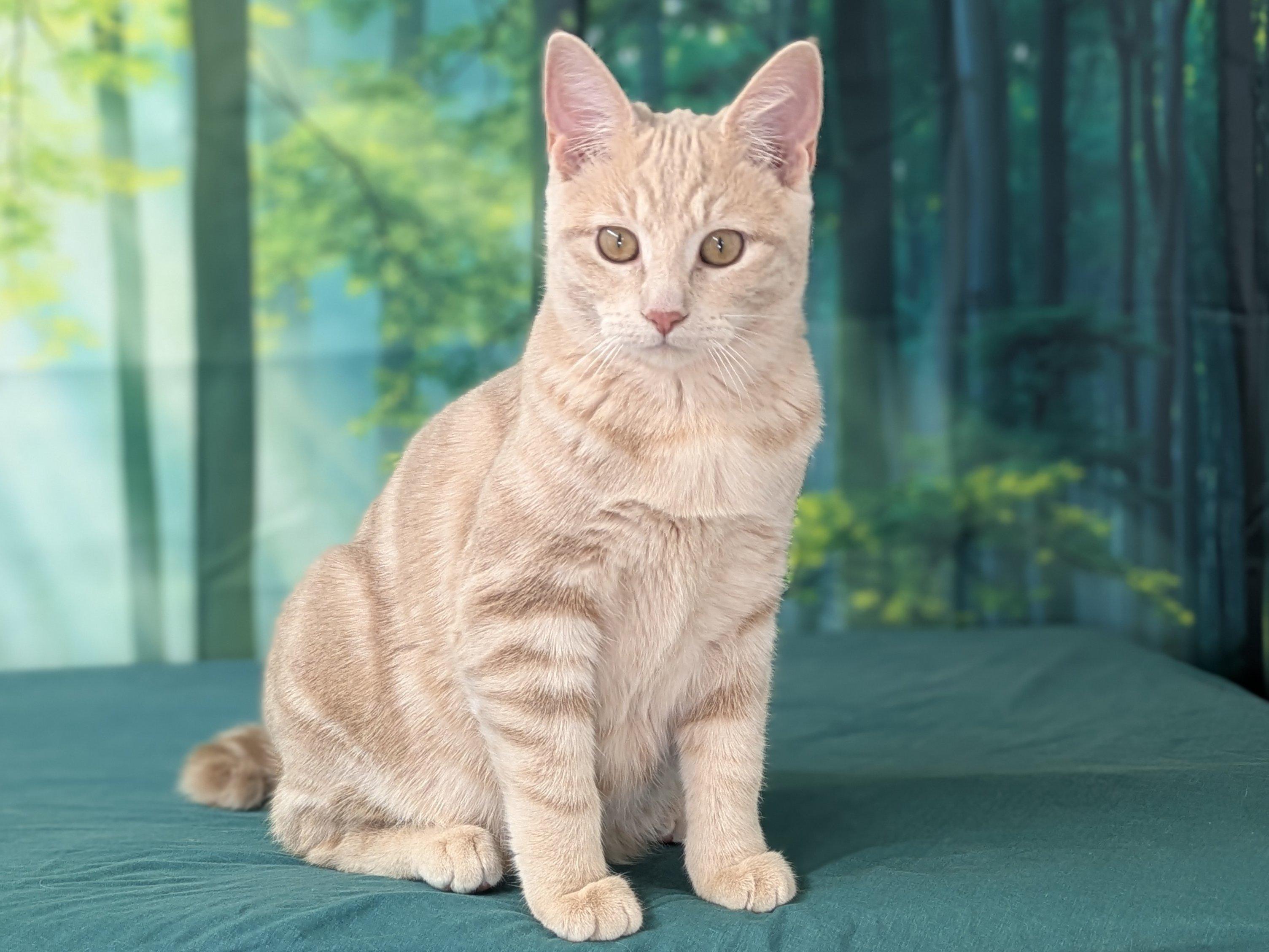 Enlarge Ghirardelli, an adopted mixed breed in Republic, WA image 5/6