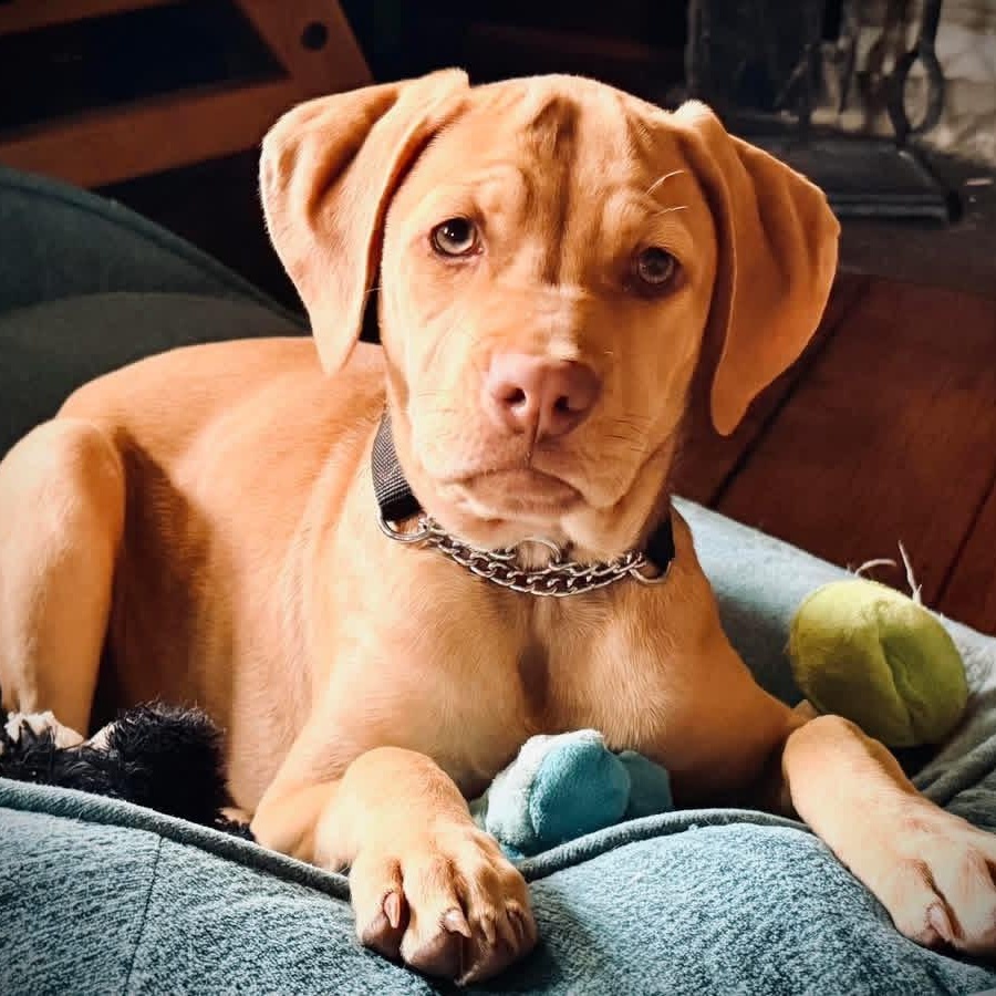 VADA, a ADOPTABLE mixed breed in Schnecksville, PA image 2/6