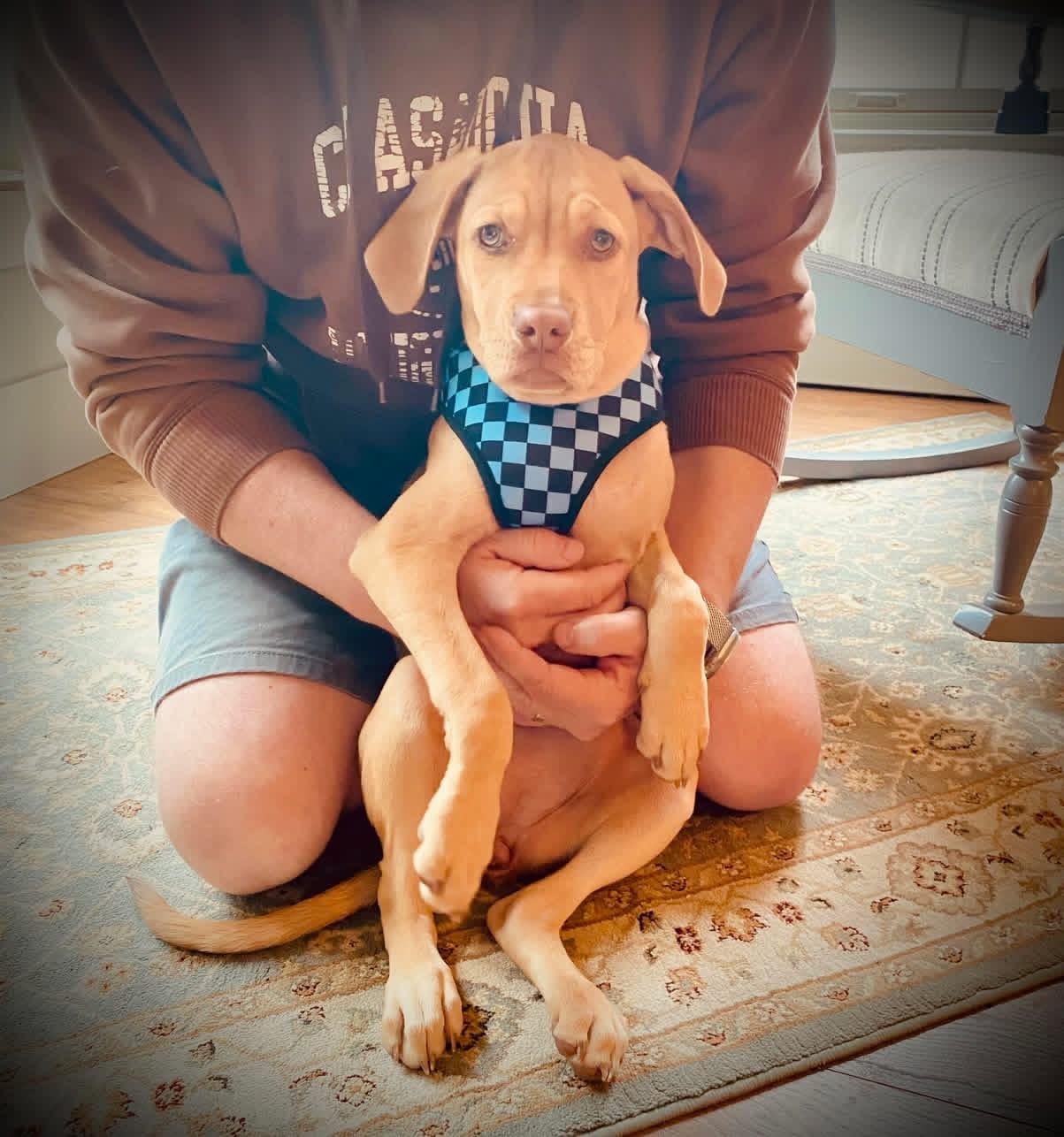 VADA, ADOPTABLE, Puppy Female Coonhound.