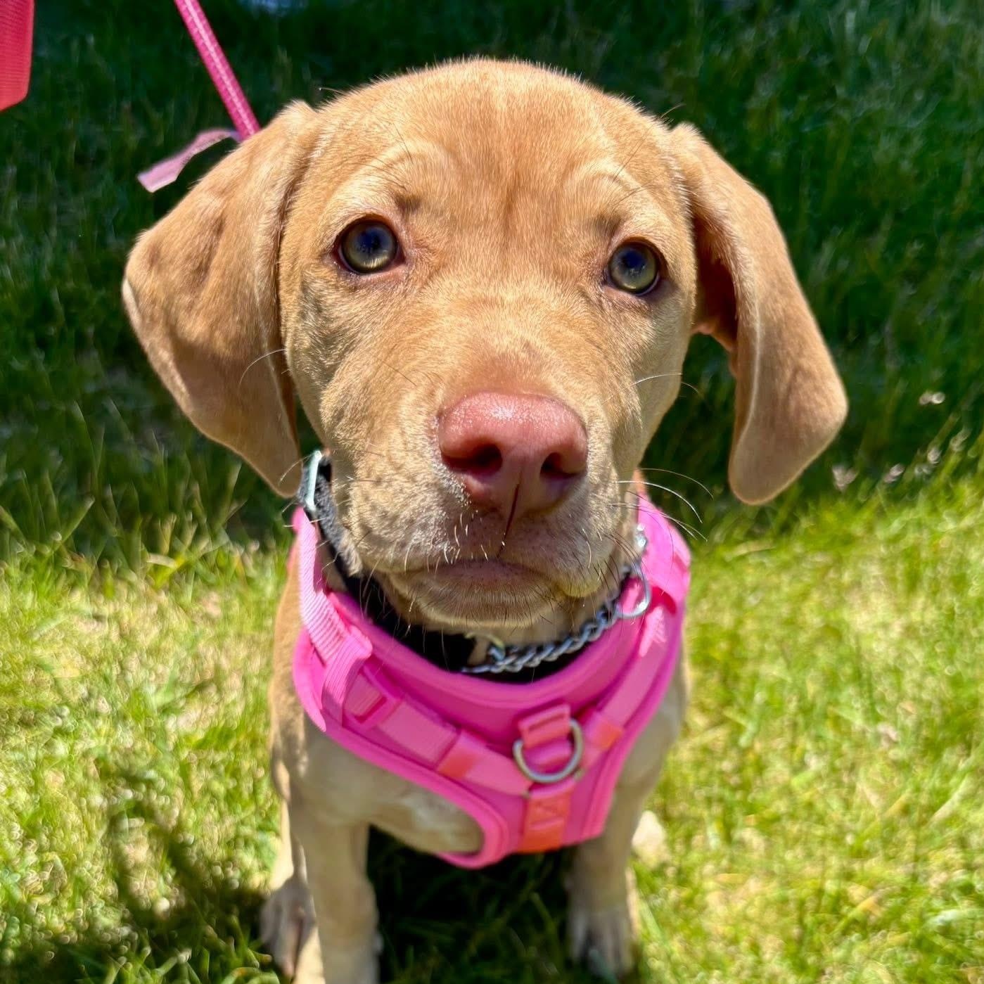 VADA, a ADOPTABLE mixed breed in Schnecksville, PA image 6/6