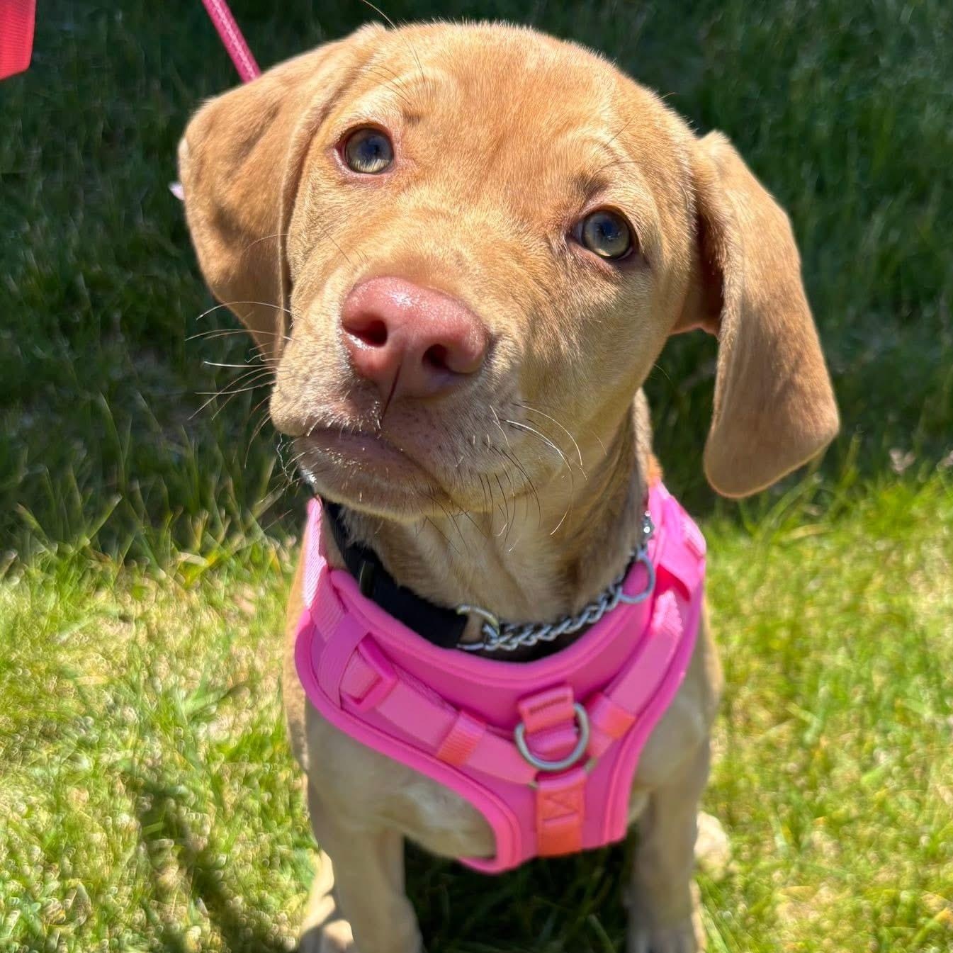 VADA, a ADOPTABLE mixed breed in Schnecksville, PA image 5/6