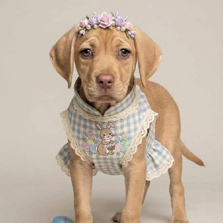 VADA, a ADOPTABLE mixed breed in Schnecksville, PA image 3/6