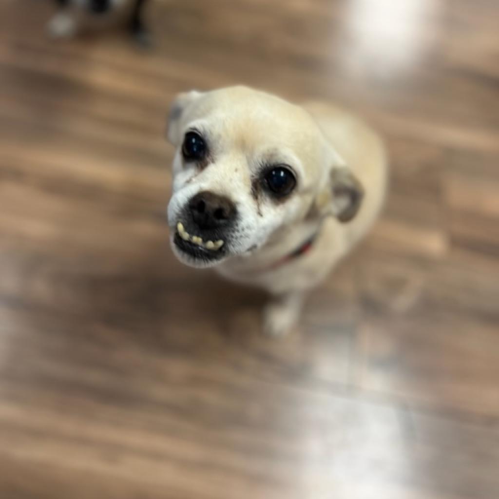 Ruby, a Adoptable Chihuahua in Pahrump, NV image 2/2