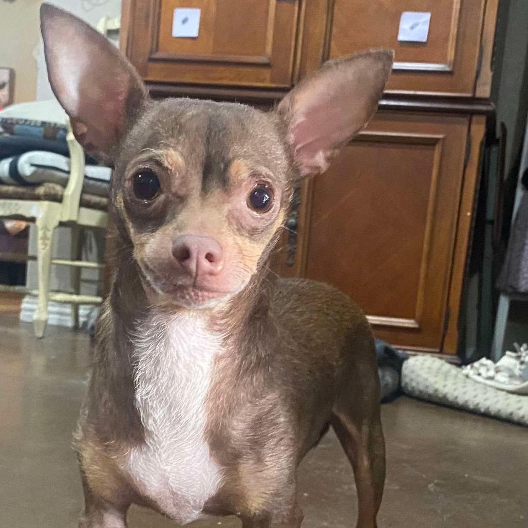 Indy (Dallas), Adoptable, Adult Female Chihuahua.