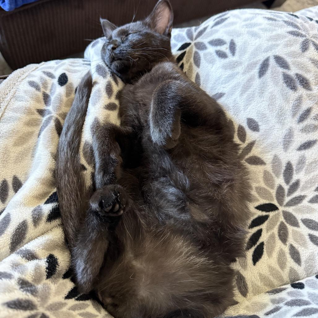 Enlarge Pink, a Adoptable Domestic Short Hair in Spokane, WA image 1/6
