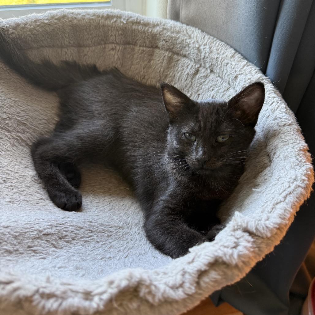 Enlarge Pink, a Adoptable Domestic Short Hair in Spokane, WA image 2/6
