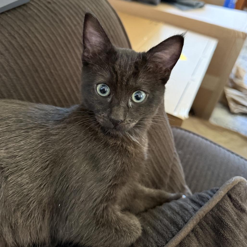 Enlarge Pink, a Adoptable Domestic Short Hair in Spokane, WA image 3/6