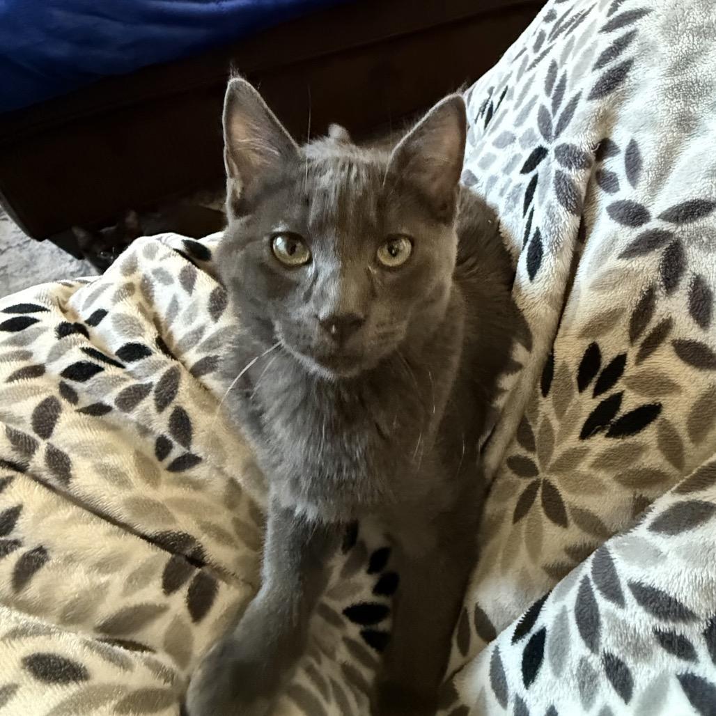 Enlarge Pink, a Adoptable Domestic Short Hair in Spokane, WA image 4/6