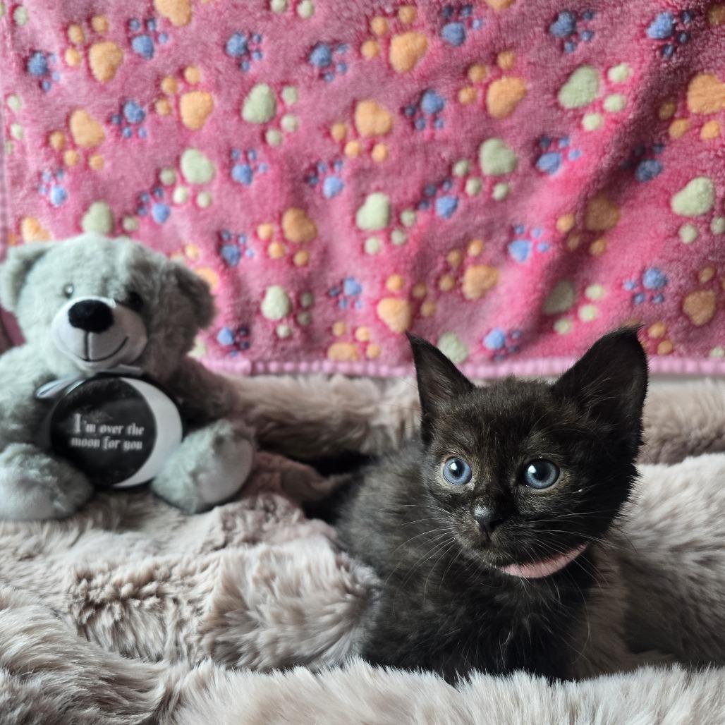 Enlarge Pink, a Adoptable Domestic Short Hair in Spokane, WA image 5/6