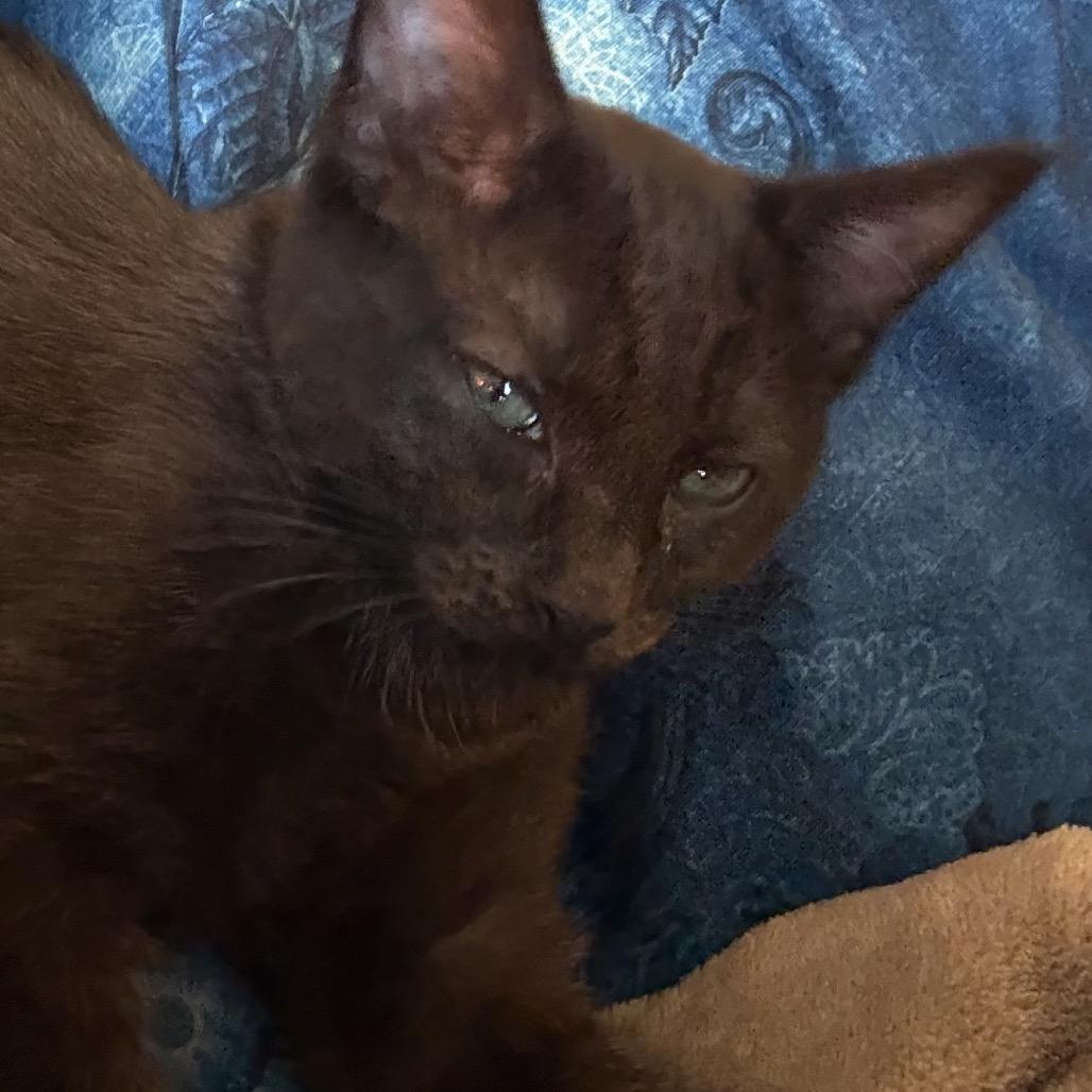 Enlarge Pink, a Adoptable Domestic Short Hair in Spokane, WA image 6/6