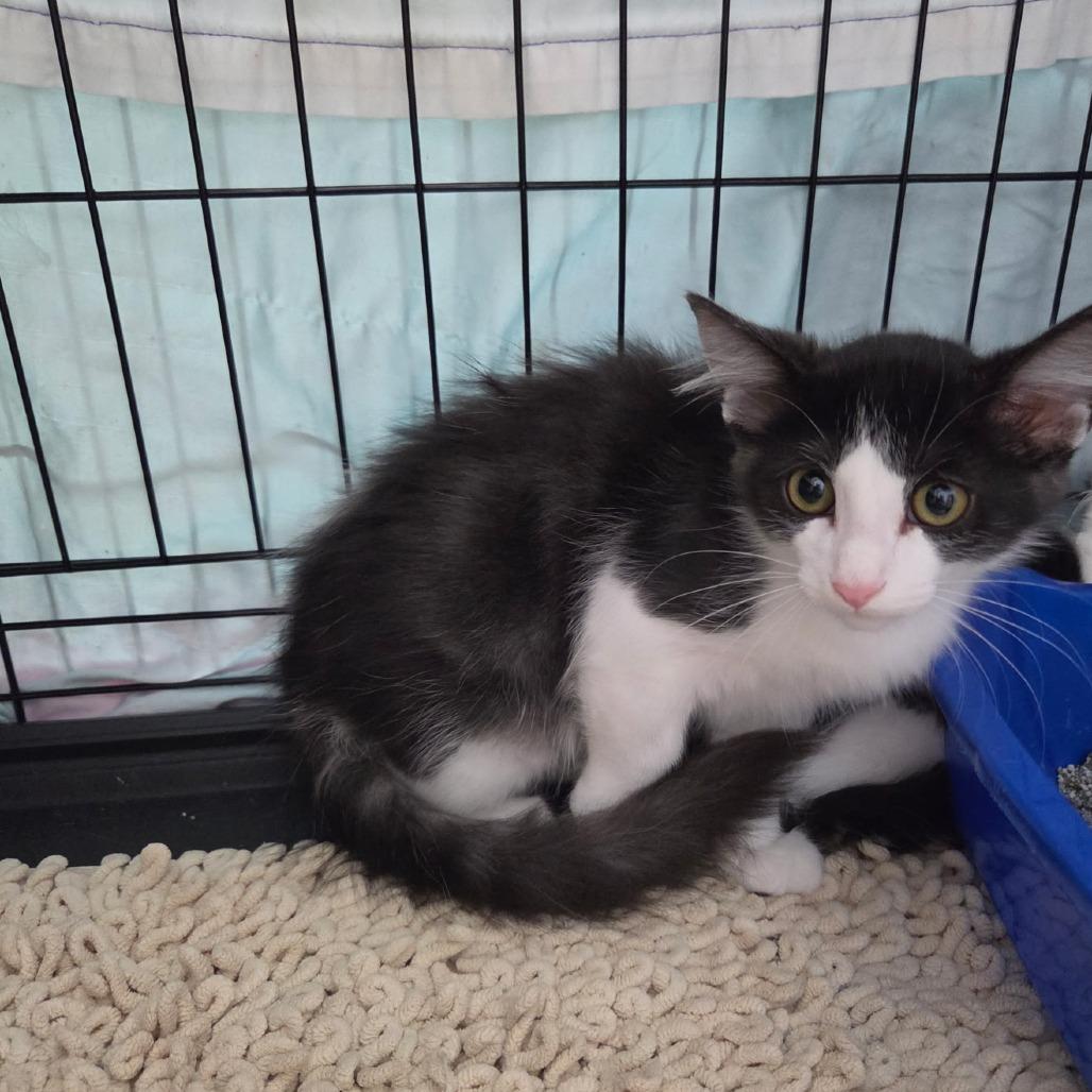 Enlarge Baddy, a Adoptable Domestic Short Hair in Normal, IL image 1/3