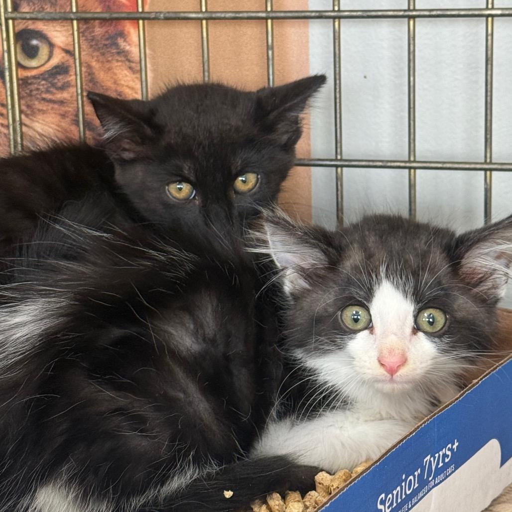 Enlarge Baddy, a Adoptable Domestic Short Hair in Normal, IL image 2/3