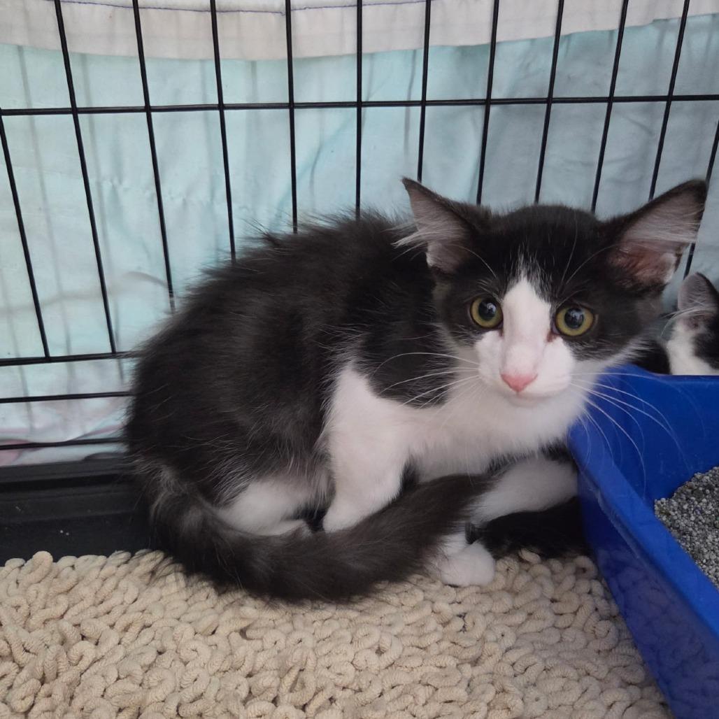 Enlarge Baddy, a Adoptable Domestic Short Hair in Normal, IL image 3/3