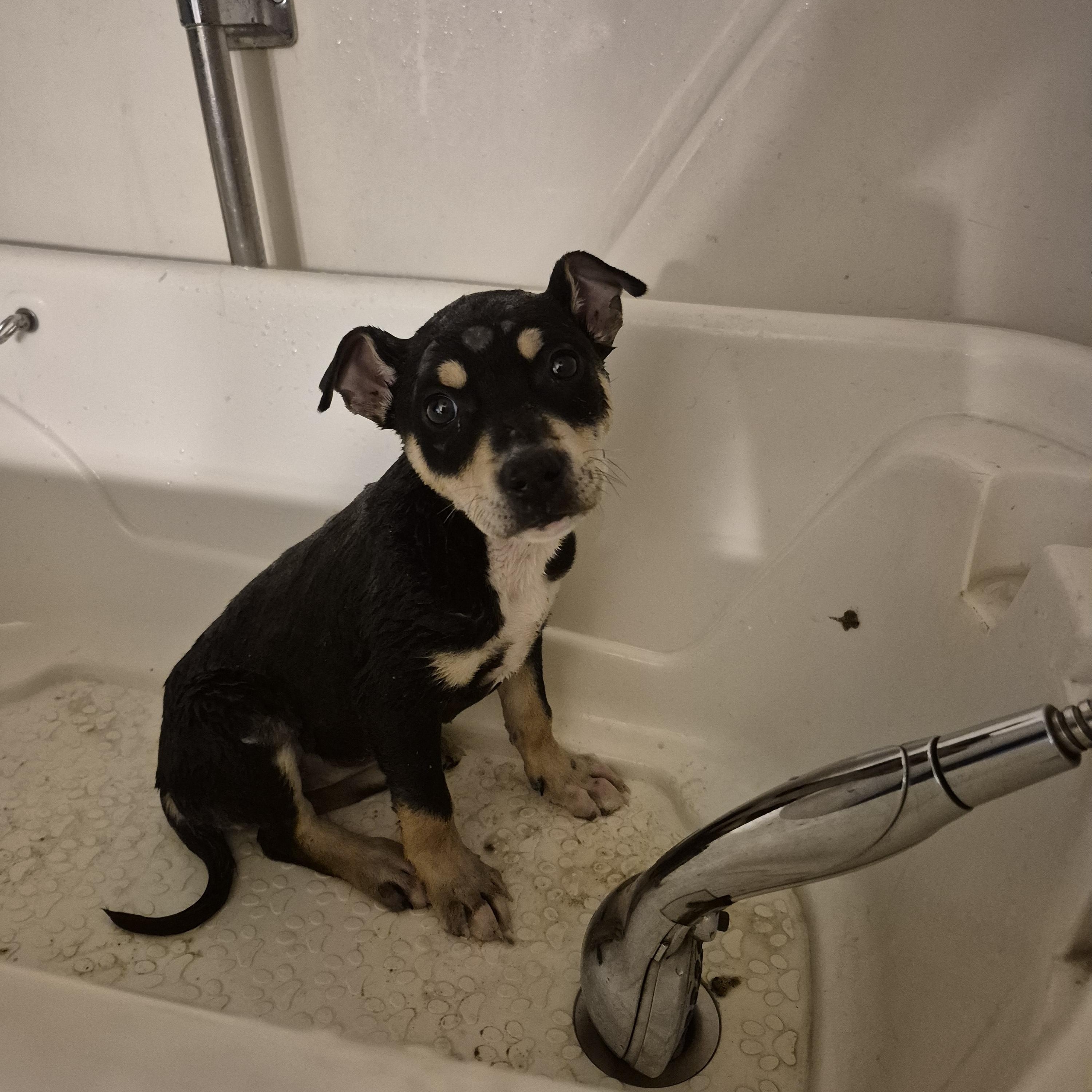 Enlarge Cydney, a ADOPTABLE mixed breed in Olympia, WA image 1/2