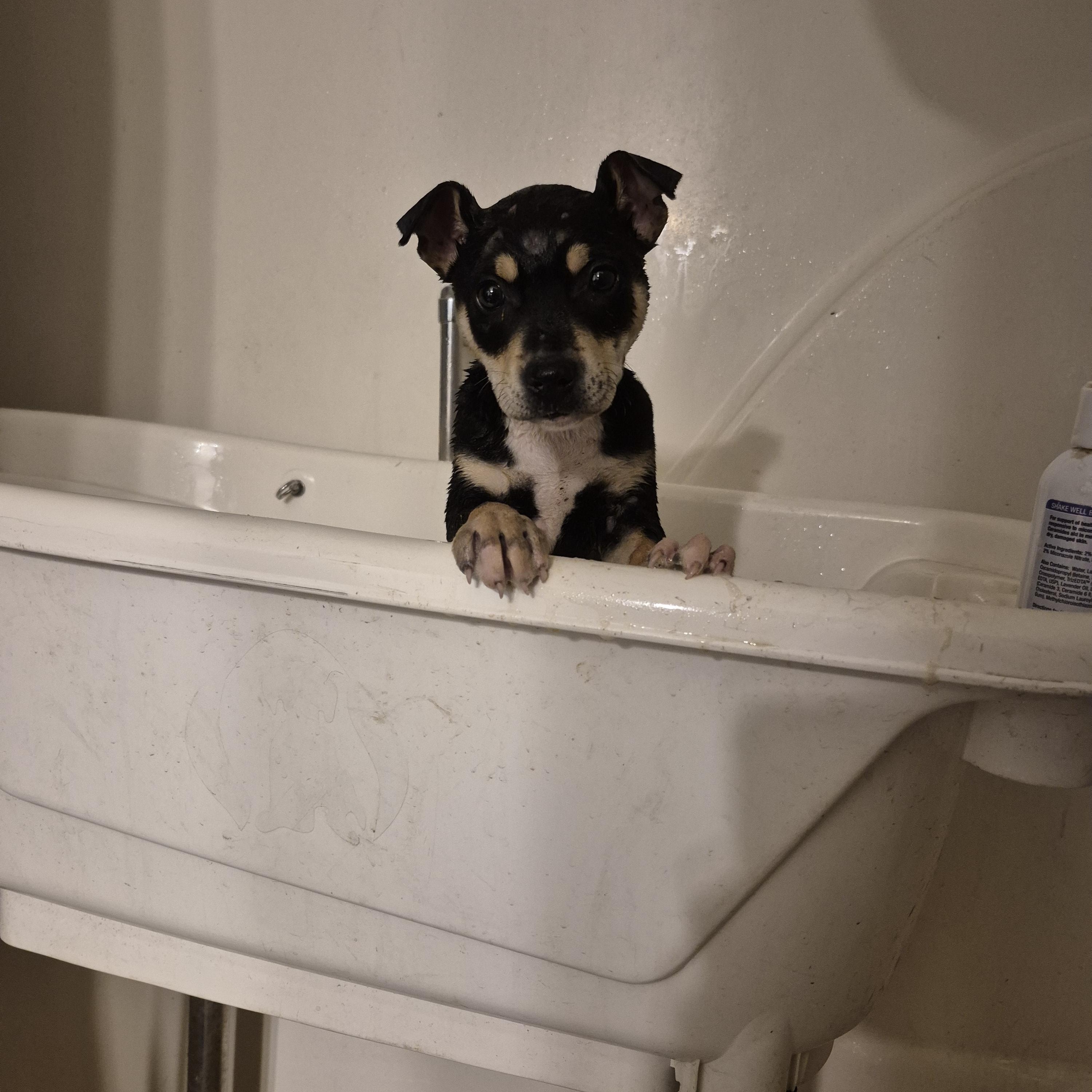 Enlarge Cydney, a ADOPTABLE mixed breed in Olympia, WA image 2/2