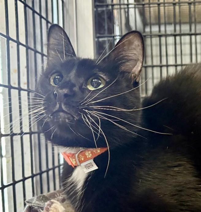 Enlarge Kura, a Adoptable mixed breed in Las Cruces, NM image 1/5