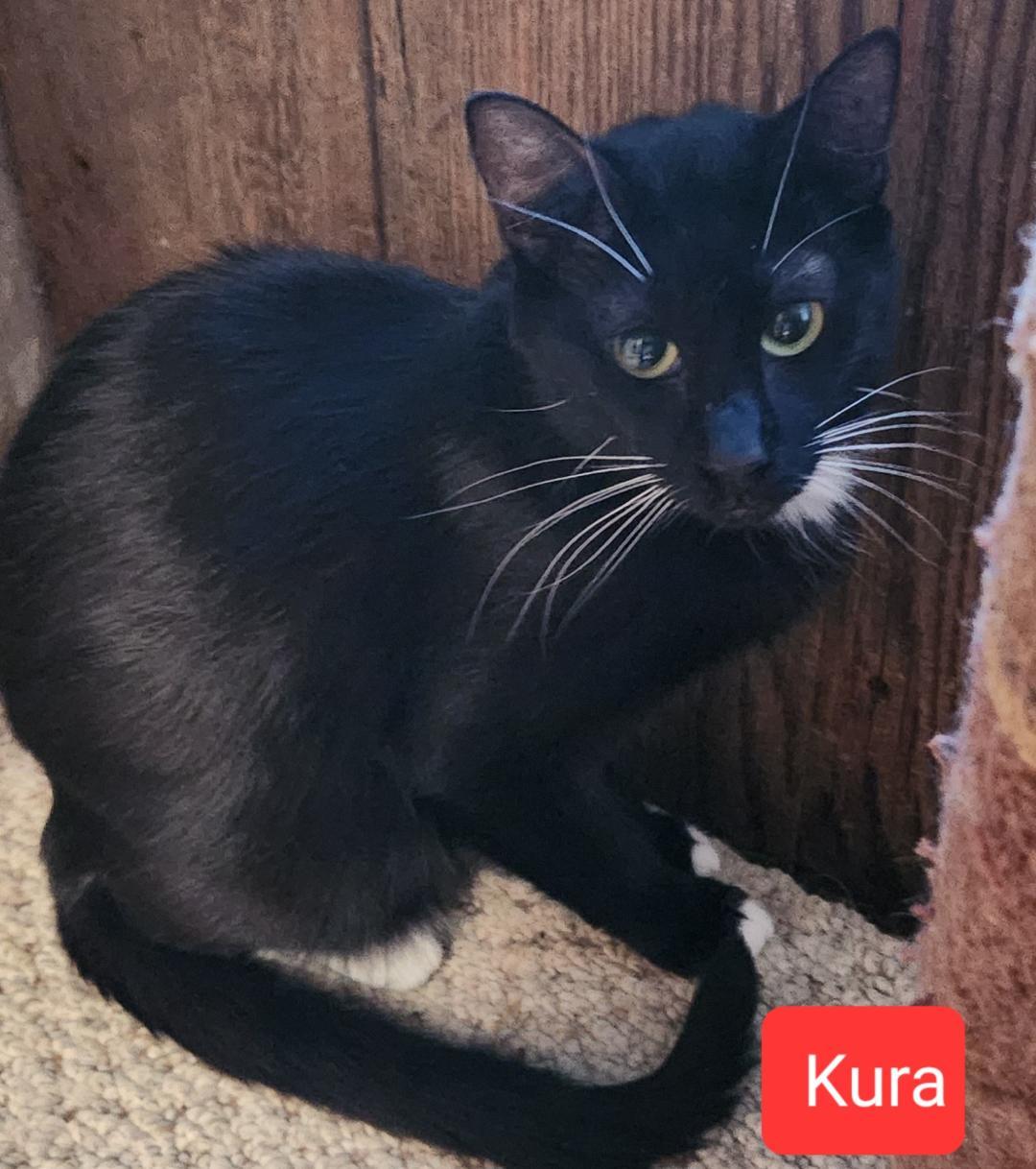 Enlarge Kura, a Adoptable mixed breed in Las Cruces, NM image 5/5