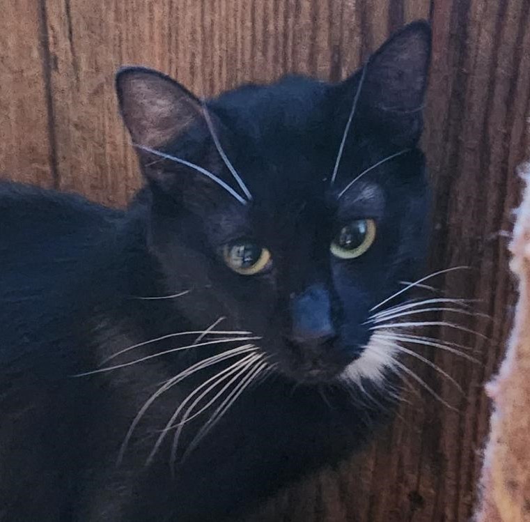 Enlarge Kura, a Adoptable mixed breed in Las Cruces, NM image 4/5