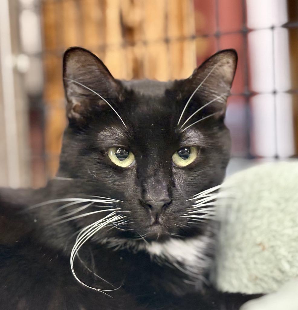 Enlarge Kura, a Adoptable mixed breed in Las Cruces, NM image 3/5