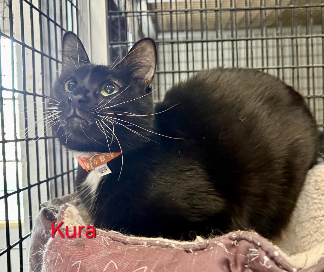 Enlarge Kura, a Adoptable mixed breed in Las Cruces, NM image 2/5