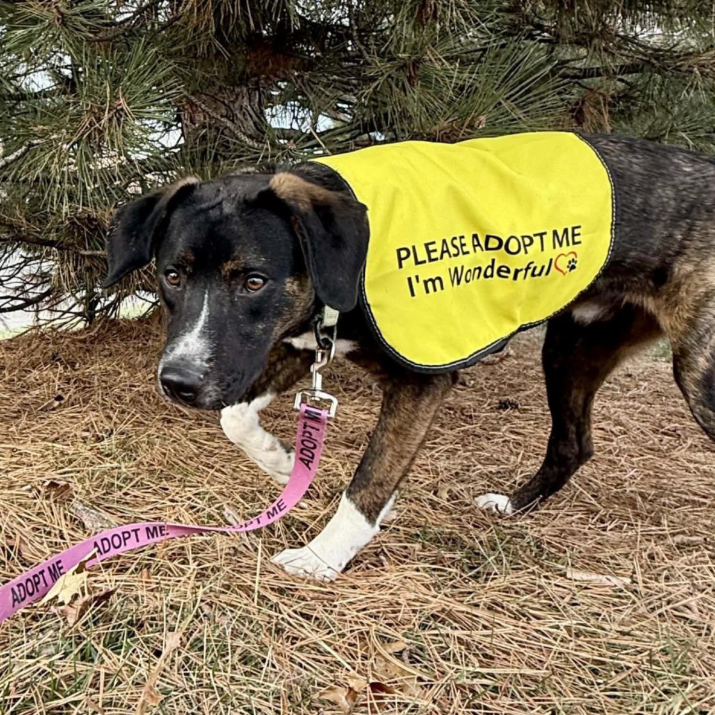 Jim K22, Adoptable, Young Male Mixed Breed.