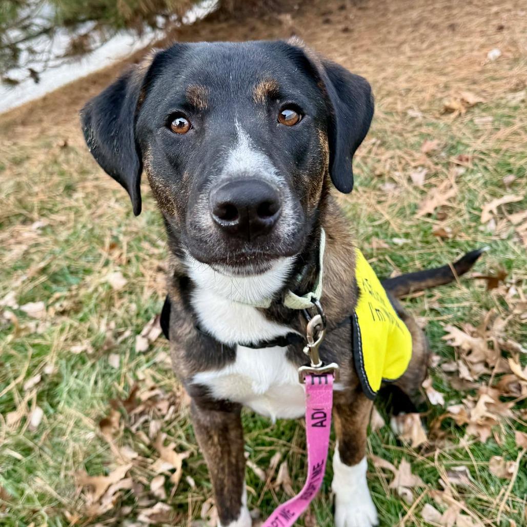 Jim K8, a Adoptable Mixed Breed in Union, MO image 2/5