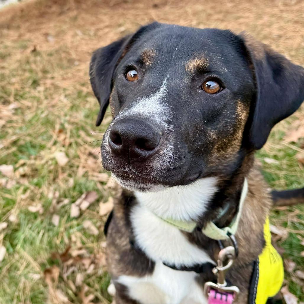 Jim K8, a Adoptable Mixed Breed in Union, MO image 4/5