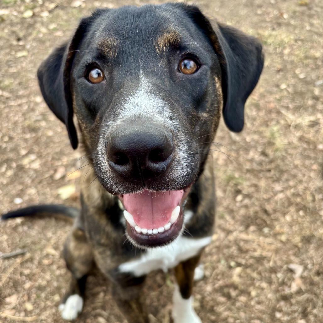 Enlarge Jim K14, a Adoptable Mixed Breed in Union, MO image 2/2