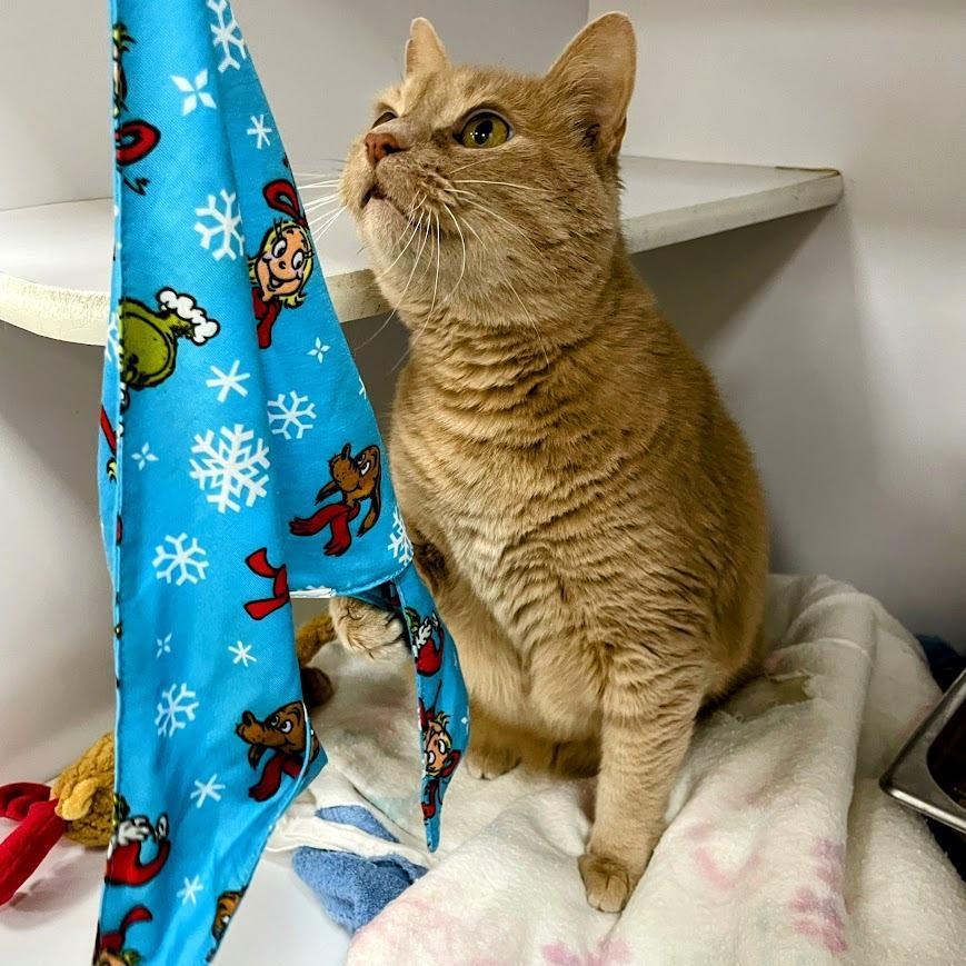 Enlarge Gust, a Adoptable Domestic Short Hair in Lyndhurst, VA image 1/4