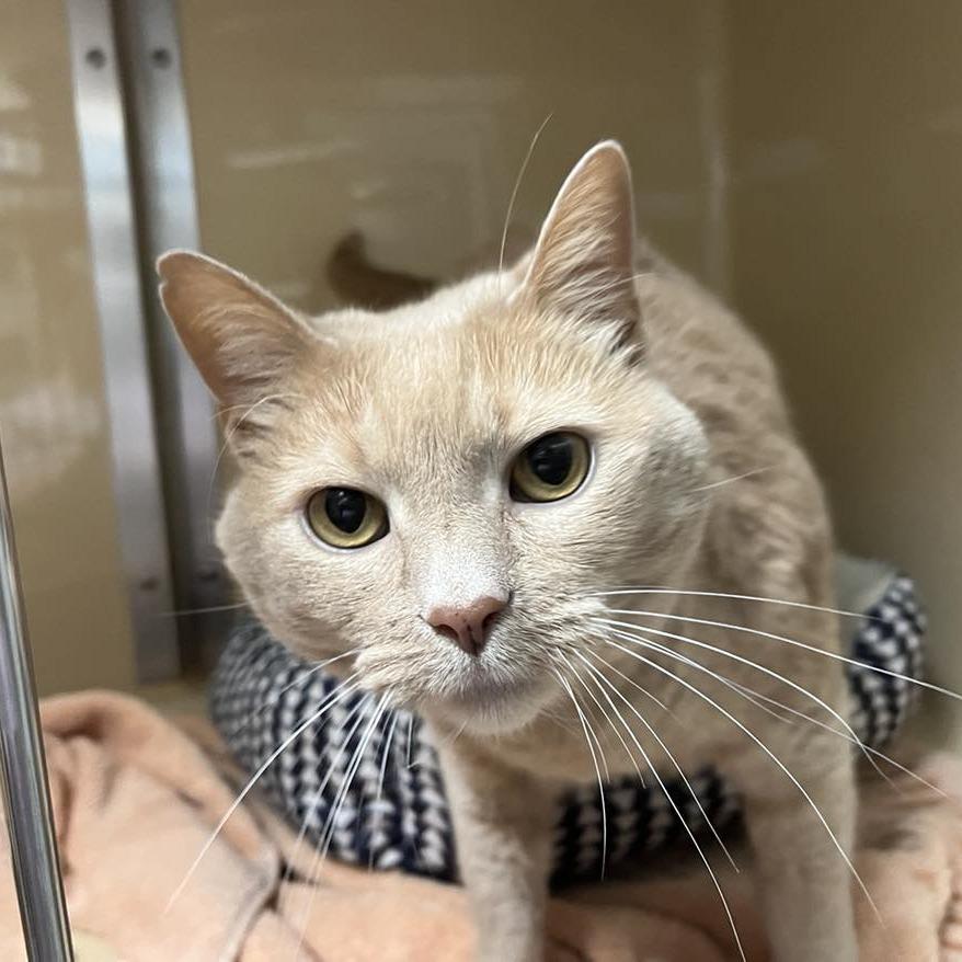 Enlarge Gust, a Adoptable Domestic Short Hair in Lyndhurst, VA image 3/4