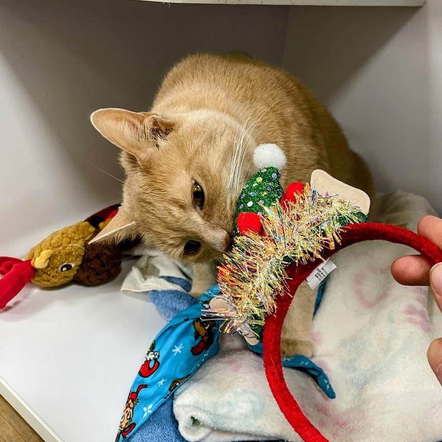 Enlarge Gust, a Adoptable Domestic Short Hair in Lyndhurst, VA image 4/4