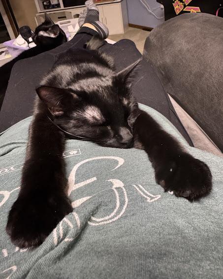 Enlarge Orange , an adopted Domestic Short Hair in Hillsboro, OR image 1/6