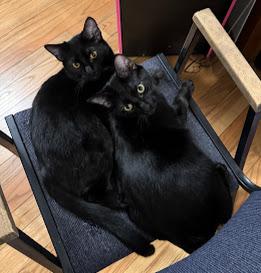 Enlarge Orange , a Adoptable Domestic Short Hair in Hillsboro, OR image 2/6